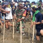 Kodim 1311 Morowali Tanam Ribuan Mangrove di Pesisir Pantai Padabaho