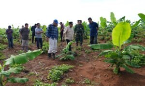 Empat Bulan Lagi Pisang Cavendish di Mare Akan Dipanen