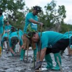 Peringati Hari Lingkungan Hidup Sedunia, PT Vale IGP Pomalaa Tanam Ribuan Bibit Bakau