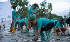 Peringati Hari Lingkungan Hidup Sedunia, PT Vale IGP Pomalaa Tanam Ribuan Bibit Bakau