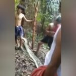 IRT di Luwu Tewas Dimangsa Ular Pitong Sepanjang 6 Meter saat Hendak Beli Obat untuk Anaknya