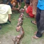 Wanita Lansia di Palopo Ditemukan Tewas, Korban Dililit dan Sempat Ditelan Piton 4 Meter