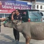 Bantu Pembangunan, Putri Dakka Serahkan Sapi untuk Sinode Gereja Toraja