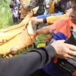 Bocah 7 Tahun Hilang 3 Hari di Sungai Lempe Walenrang Barat Ditemukan Tewas