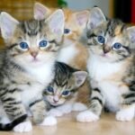 Tips Merawat Hewan Agar Tetap Sehat dan Bahagia