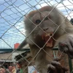 Lima Warga Luwu Diserang Monyet Liar, Satu Korban Kepala Dusun