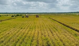 Produksi Beras 2025 Dipastikan Aman, Masyarakat Tidak Perlu Khawatir dengan Isu Defisit Produksi