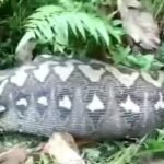 Viral Ular Piton 9 Meter Telan Sapi Warga di Luwu Utara Sulsel, Langsung Dibunuh