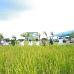 Bupati dan Wabup Luwu Panen Raya Padi di Desa Seppong, Serentak di 14 Provinsi Bersama Presiden Prabowo