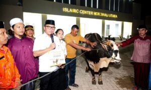 Presiden Prabowo Serahkan Sapi Kurban untuk Masyarakat Morut pada Idul Adha 1446 H