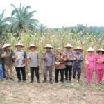 Dari Kebun Jagung Pulau Maria, Bupati Asahan Ikuti Panen Raya Serentak Bersama Presiden RI