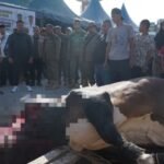 Bupati Asahan Serahkan Hewan Kurban Presiden RI kepada Panitia di Masjid Raya Kisaran