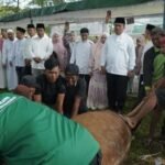 Bupati Asahan Pantau Langsung Penyembelihan 111 Hewan Qurban