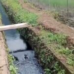 Pipa Minyak PT Vale Bocor: Ancaman Serius untuk Danau Towuti dan Kehidupan Ekologis