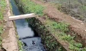 Pipa Minyak PT Vale Bocor: Ancaman Serius untuk Danau Towuti dan Kehidupan Ekologis