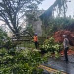 Pohon Tumbang Macetkan Jalan Trans Sulawesi, Polres Luwu Utara Gerak Cepat