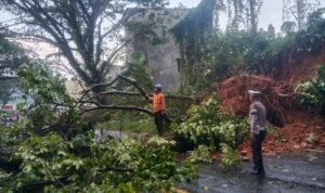 Pohon Tumbang Macetkan Jalan Trans Sulawesi, Polres Luwu Utara Gerak Cepat