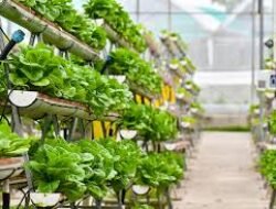 Tren Minimalis dan Sustainable Lifestyle Mengubah Pilihan Konsumen Urban